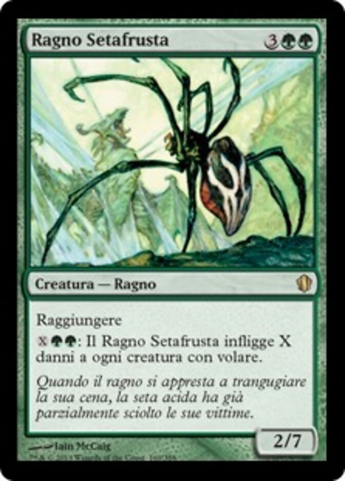 Ragno Setafrusta
